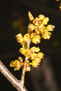 Lindera benzoin flowers